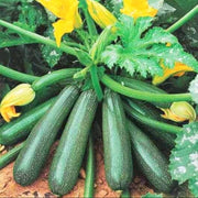 Zucchini Seeds - for Home Gardens Seeds