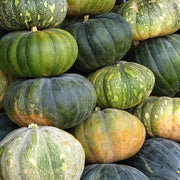 Zucchini Aspn-RAN Pumpkin Seeds