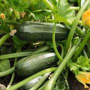 Climbing Zucchini Seeds