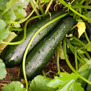 Climbing Zucchini Seeds