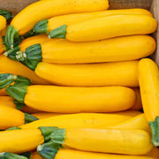 Gold Zucchini Seeds