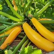 Gold Zucchini Seeds