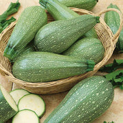 Gray Zucchini Seeds