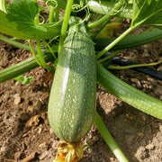 Gray Zucchini Seeds