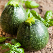 Round Zucchini Seeds