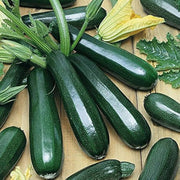 Zucchini Seeds - for Home Gardens Seeds