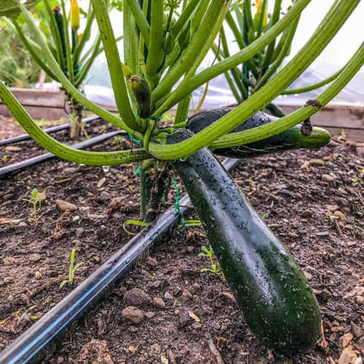 Zucchini Seeds - for Home Gardens Seeds