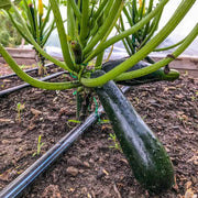 Zucchini Seeds - for Home Gardens Seeds