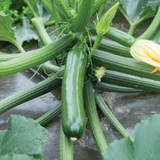 Zucchini Seeds - for Home Gardens Seeds