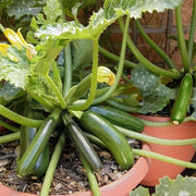 Zucchini Seeds - All In One For Home Gardens
