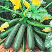 Zucchini Seeds - All In One For Home Gardens