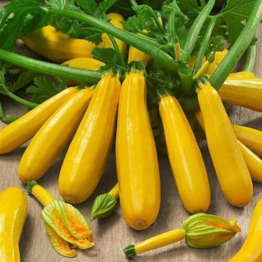 Gold Zucchini Seeds