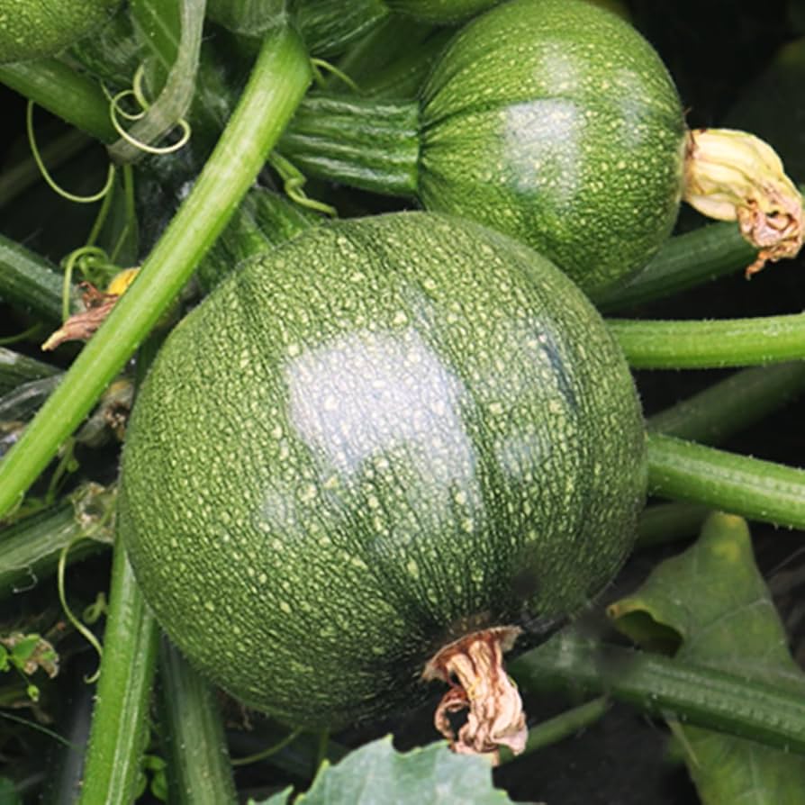 Round Zucchini Seeds