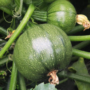 Round Zucchini Seeds