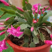 Christmas Zygocactus Seeds