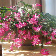 Christmas Zygocactus Seeds