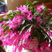 Christmas Zygocactus Seeds
