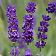 Lavender Mint Seeds, Herbal