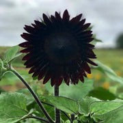 Deep Black Sunflower Seeds