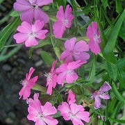 Flos-Jovis Lychnis Seeds