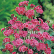 Red Ageratum Seeds