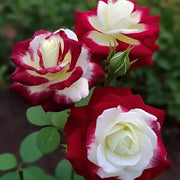 Cream Maroon Rosa spp. Seeds