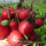 Celesta Radish Seeds