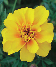 Durango Yellow Marigold Seeds