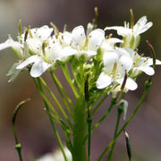 White Diplotaxis Wasabi Seeds