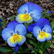 Blue Yellow Pansy Seeds