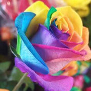Yellow Rainbow Rosa Seeds