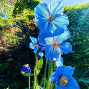 Grandis Blue Meconopsis Seeds