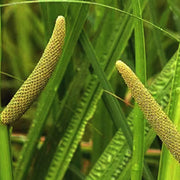 Aquatic Sweet Flag Seeds, Herbal