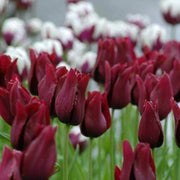 Elegant Maroon Tulip Seeds