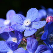 Anchusa Officinalis Seeds - Herbal Seeds