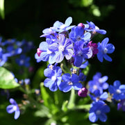 Anchusa Officinalis Seeds - Herbal Seeds