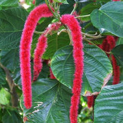Hardy Acalypha Seeds