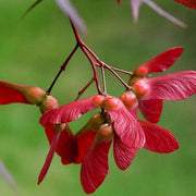 Japanese Maple Seeds - Herbal Seeds