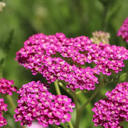 Cerise Queen Yarrow Achillea Seeds