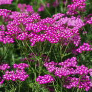 Cerise Queen Yarrow Achillea Seeds