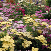 Summer Pastels Achillea Seeds