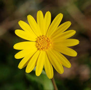 Yellow Heirloom Calendula Seeds