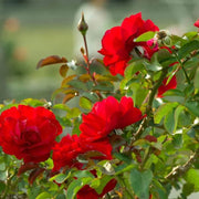 Climbing Trumpeter Rose Seeds