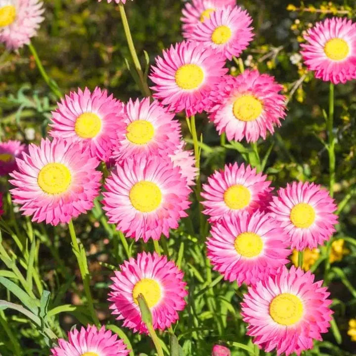 Paper Daisy Seeds -  Rhodanthe chlorocephala Flower Seeds