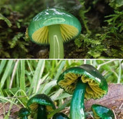 Green Mushroom Seeds