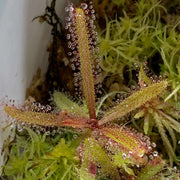 Lance-Leaf Sundew Seeds