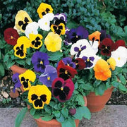 Mixed Swiss Pansy Seeds