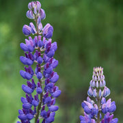 Wildflower Purple Lupine Seeds
