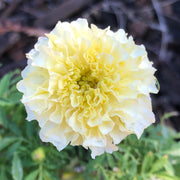 African White Marigold Seeds