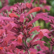 Hummingbird Mint Agastache Seeds